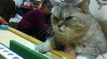 猫咪囧研究：你家的喵星人在学你的各种习惯！