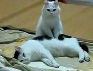 猫咪囧研究：你家的喵星人在学你的各种习惯！