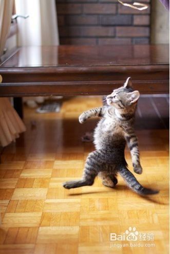 猫咪囧研究：你家的喵星人在学你的各种习惯！