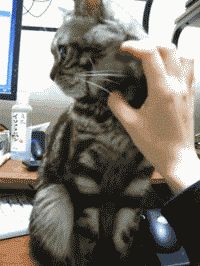 猫咪囧研究：你家的喵星人在学你的各种习惯！