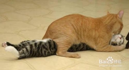 猫咪囧研究：你家的喵星人在学你的各种习惯！