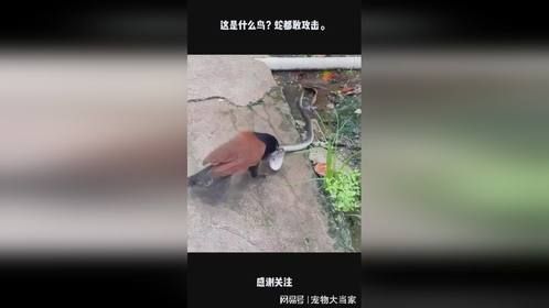 这是什么鸟？蛇都敢攻击。