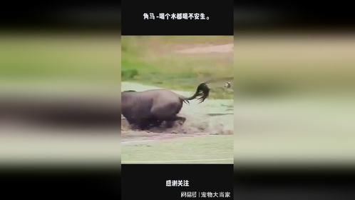 角马 -喝个水都喝不安生。