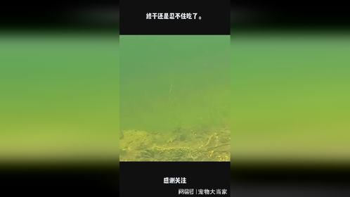 终于还是忍不住吃了。