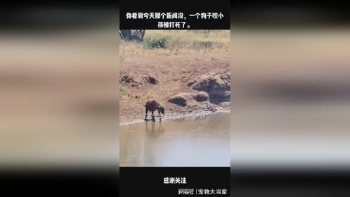 你看到今天那个新闻没，一个狗子咬小孩被打死了。