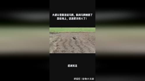 大叔让苍鹰活捉乌鸦，瞬间乌鸦被抓了踩在地上，这速度太惊人了！