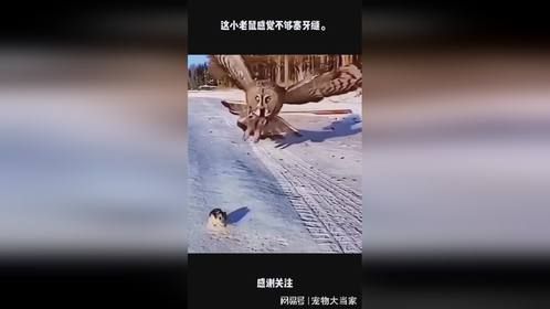 这小老鼠感觉不够塞牙缝。