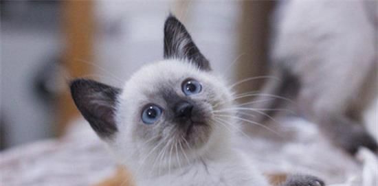 暹罗猫（以神秘与优雅著称的猫咪——暹罗猫）