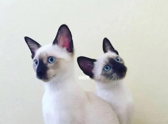 暹罗猫（以神秘与优雅著称的猫咪——暹罗猫）