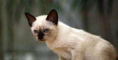 暹罗猫（以神秘与优雅著称的猫咪——暹罗猫）