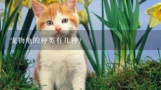 宠物龟的种类有几种？