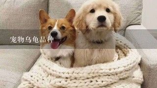 宠物乌龟品种