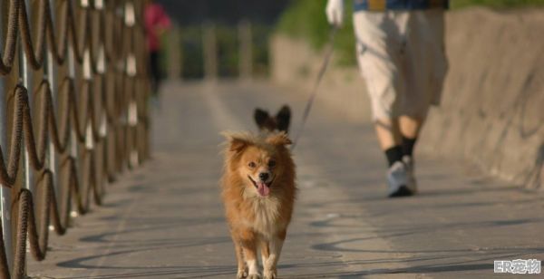 乌龟刨坑是怎么回事_家养的巴西龟乌龟要下蛋有什么表现