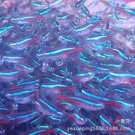 红绿灯鱼活体灯科小型鱼群游水族草缸淡水热带观赏鱼渔场批发直销