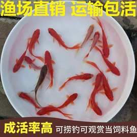 7-9CM冷水鱼观赏鱼摆摊捞鱼钓鱼小金鱼红草金锦鲫饲料鱼活鱼批发