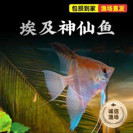 神仙鱼燕鱼红眼神仙鱼雪仙秘鲁埃及蓝魔鬼神仙鱼观赏鱼批发热带鱼