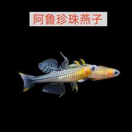 阿鲁珍珠燕子鱼活体草缸配色群游鱼群游观赏观赏鱼小型热带鱼批发
