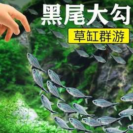 黑尾大勾鱼批发小型热带鱼观赏鱼活体黑尾鳍草缸群游之王上海渔场