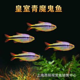 皇室青魔鬼灯鱼活体热带观赏鱼南美灯科鱼群游鱼可混养渔场批发