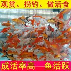 观赏鱼小金鱼活鱼红草金锦鲤锦鲫摆摊捞钓套圈冷水鱼一件代发批发