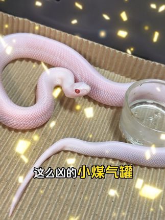 三叠纪爬宠体验店(家饰佳店):煤气罐罐,实力美貌,只能容忍它的小暴脾气喽!#爬宠 #蛇 #蛇 #蛇蛇教 #爬宠体验馆