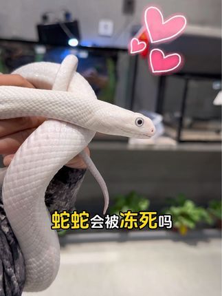 三叠纪爬宠体验店(家饰佳店):天凉了!家长们也别忘了我们的蛇蛇宝宝哦!#蛇 #爬宠 #蛇 #玉米蛇 #爬宠体验馆