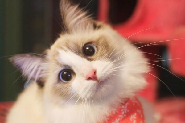 布偶猫：来自喵星的小天使