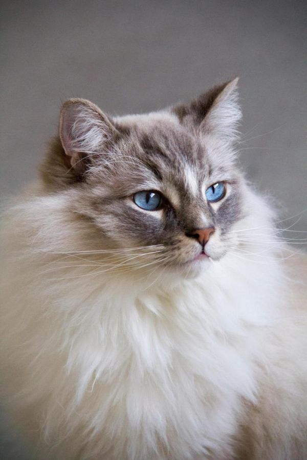 布偶猫：来自喵星的小天使