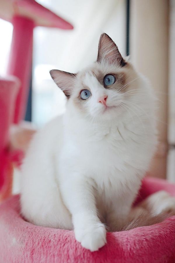 布偶猫：来自喵星的小天使