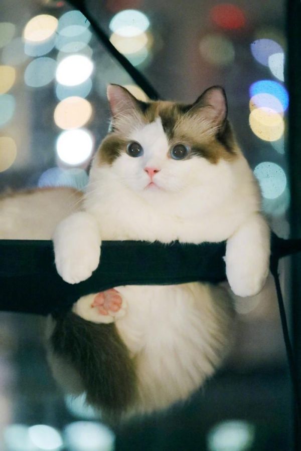 布偶猫：来自喵星的小天使