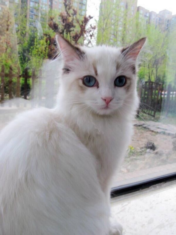 布偶猫：来自喵星的小天使