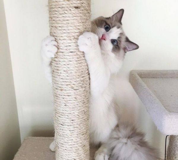 布偶猫：来自喵星的小天使