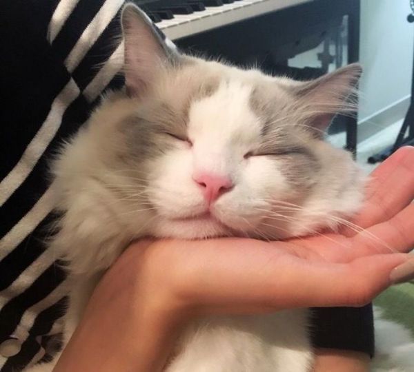 布偶猫：来自喵星的小天使