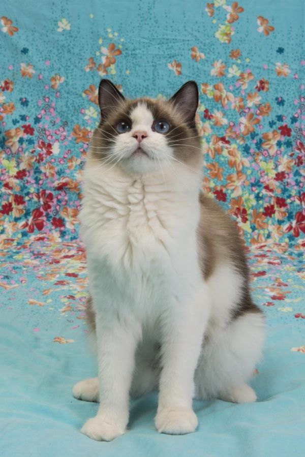布偶猫：来自喵星的小天使