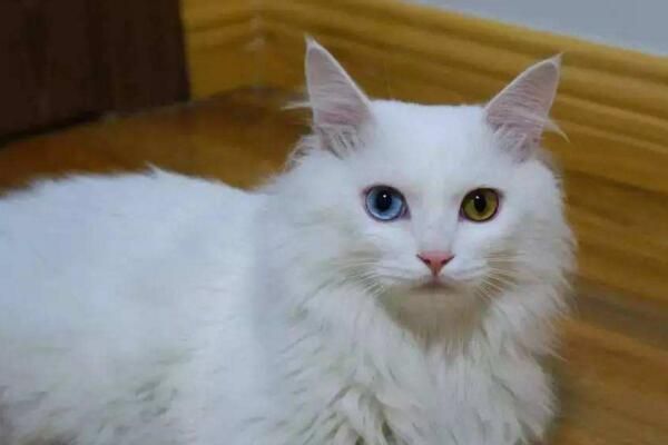 不要看不起小土猫啊，许多美颜盛世的网红猫可都是本土的田园猫呢