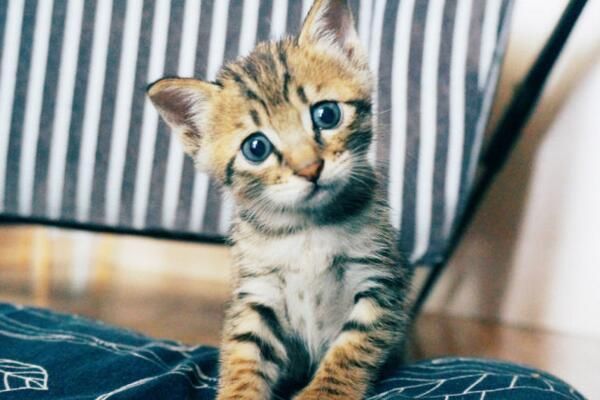 不要看不起小土猫啊，许多美颜盛世的网红猫可都是本土的田园猫呢