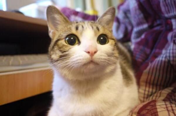 不要看不起小土猫啊，许多美颜盛世的网红猫可都是本土的田园猫呢