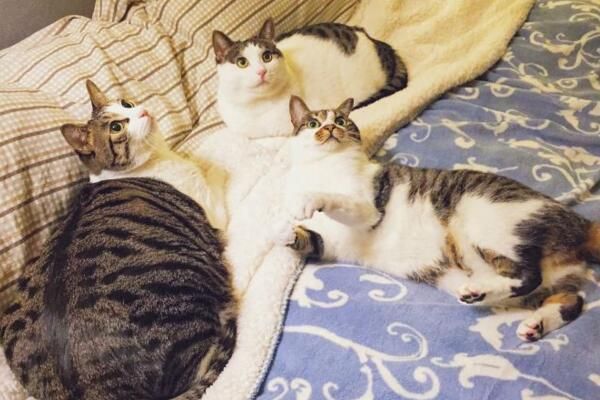 不要看不起小土猫啊，许多美颜盛世的网红猫可都是本土的田园猫呢