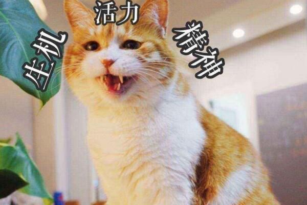 不要看不起小土猫啊，许多美颜盛世的网红猫可都是本土的田园猫呢
