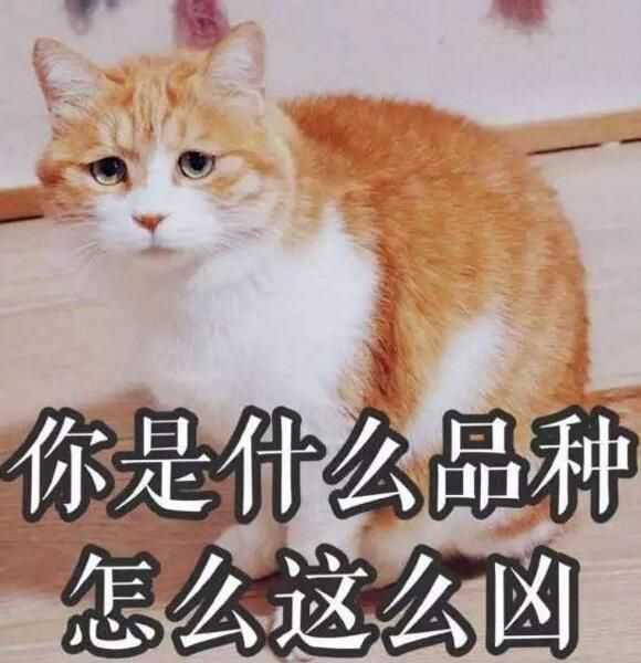 不要看不起小土猫啊，许多美颜盛世的网红猫可都是本土的田园猫呢