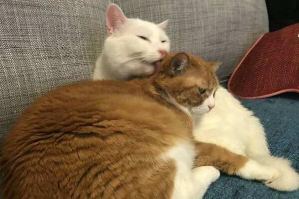 不要看不起小土猫啊，许多美颜盛世的网红猫可都是本土的田园猫呢