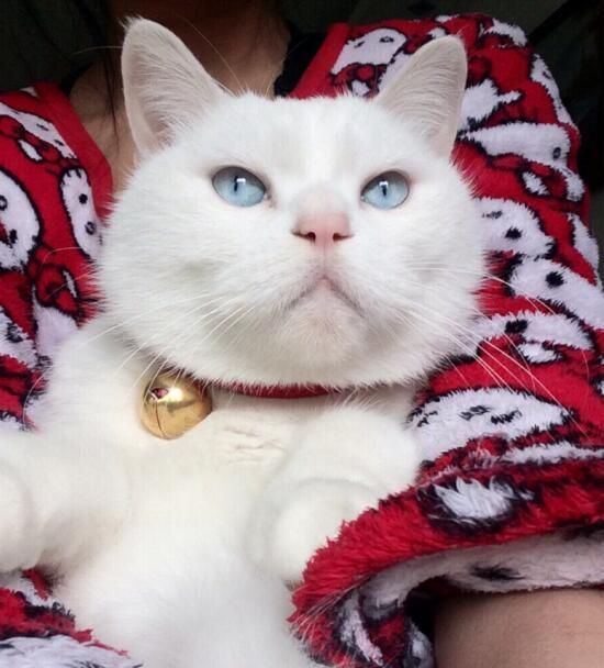 不要看不起小土猫啊，许多美颜盛世的网红猫可都是本土的田园猫呢