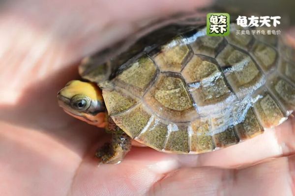 2022 什么龟值得入手(龟养殖 2022 未来前景分析)