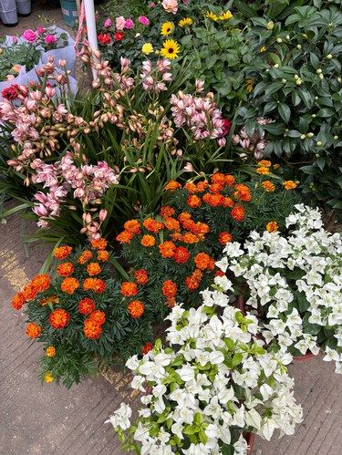 靠近中医院的花鸟市场
