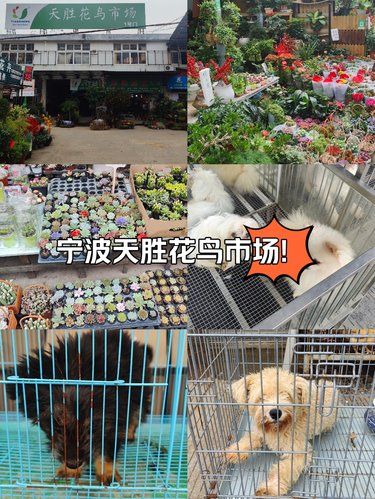 都快来宁波天花鸟市场!