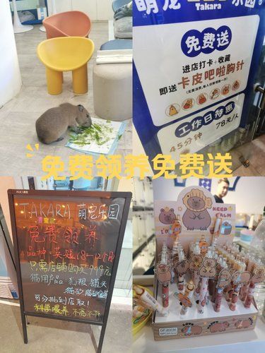 免费领养免费送