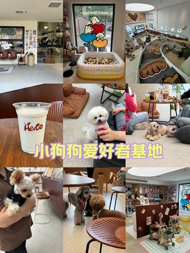 周末狗狗好去处