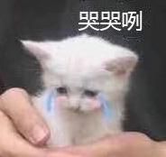 姑娘高烧近40℃，淋巴肿大，竟是因为宠物猫...这病秋冬高发！