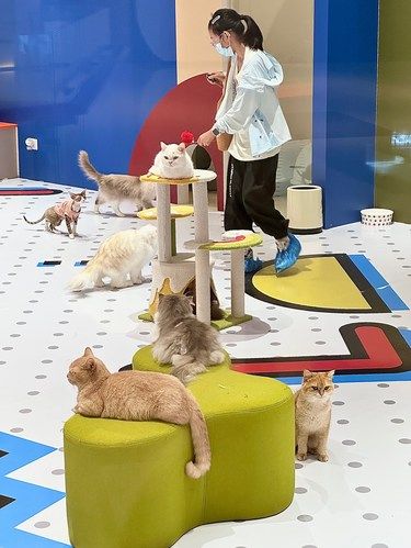 今日份快乐来自小猫咪‧₊˚⋆☆₊⁺