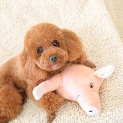 华元宠具（hoopet）狗狗发情发泄玩具宠物猪陪睡枕头泰迪法斗小型犬玩具